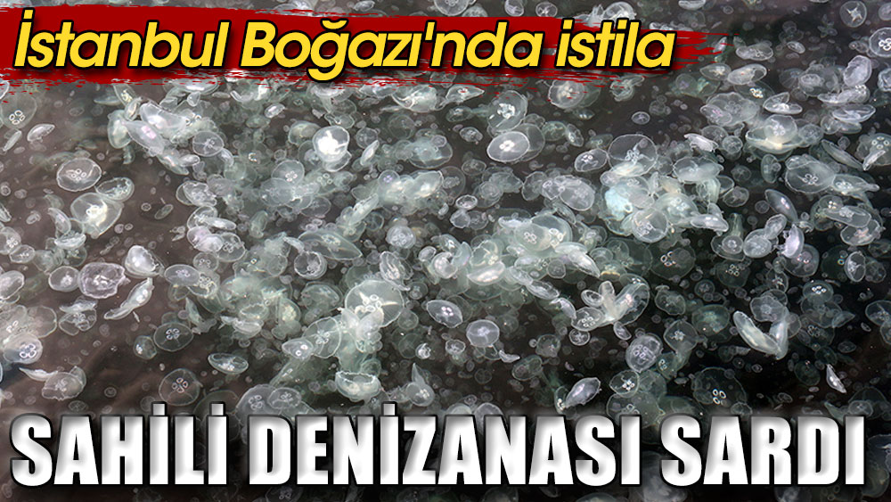 İstanbul Boğazı'nda istila. Sahili denizanası sardı