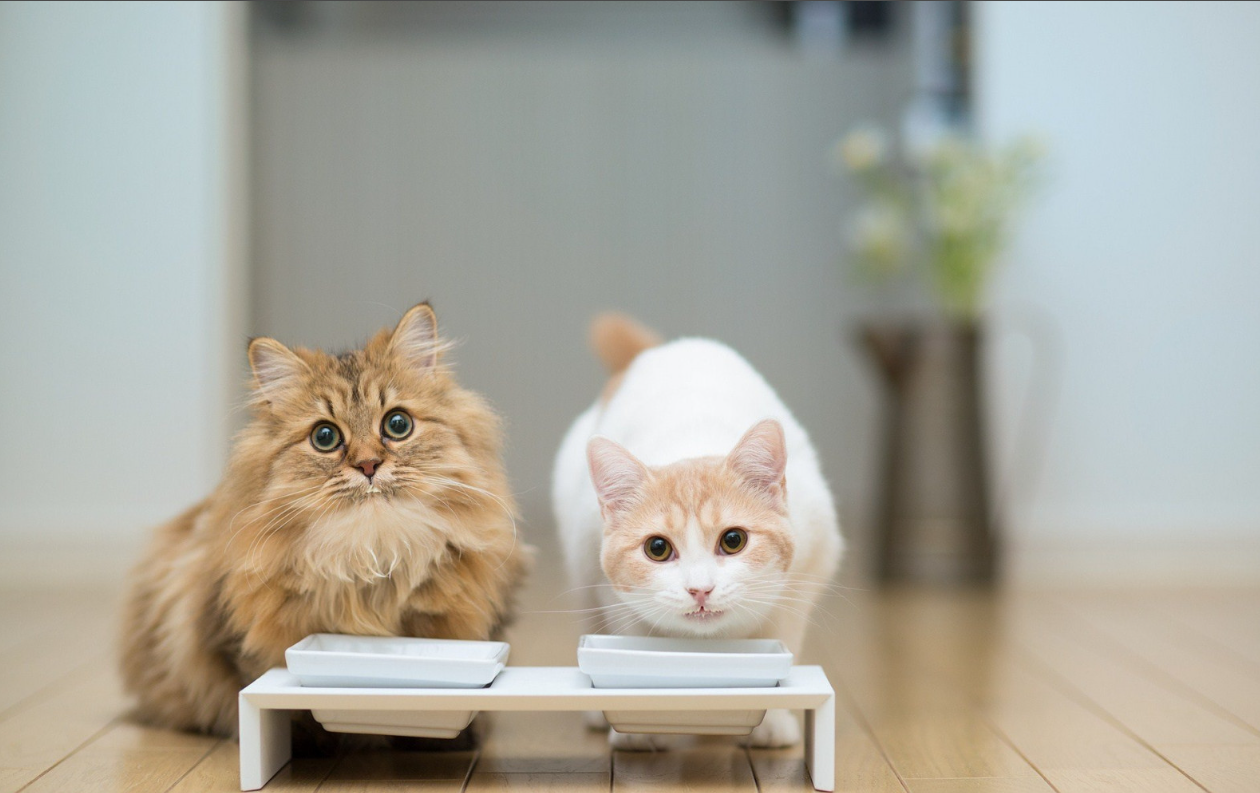 Japon araştırmacılar kanıtladı. Kediler insanlar gibi birbirlerini isimleriyle biliyor