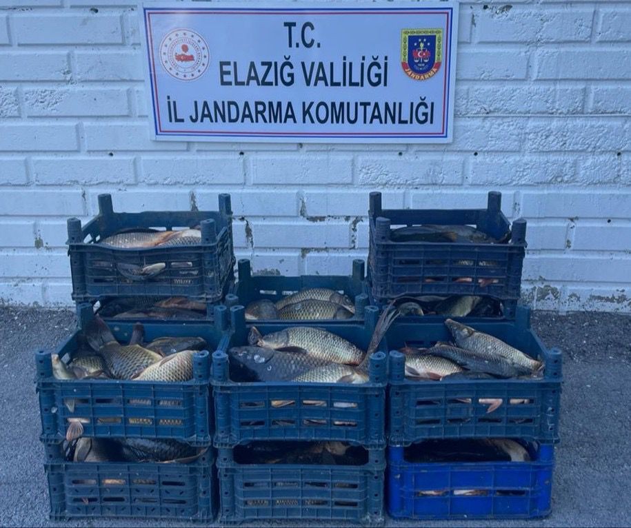 Elazığ'da kaçak balık avlayan 3 kişiye para cezası kesildi