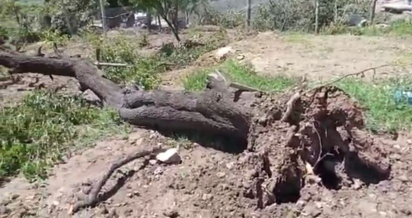 Diyarbakır'ı fırtına vurdu: Ağaçlar kökünden söküldü