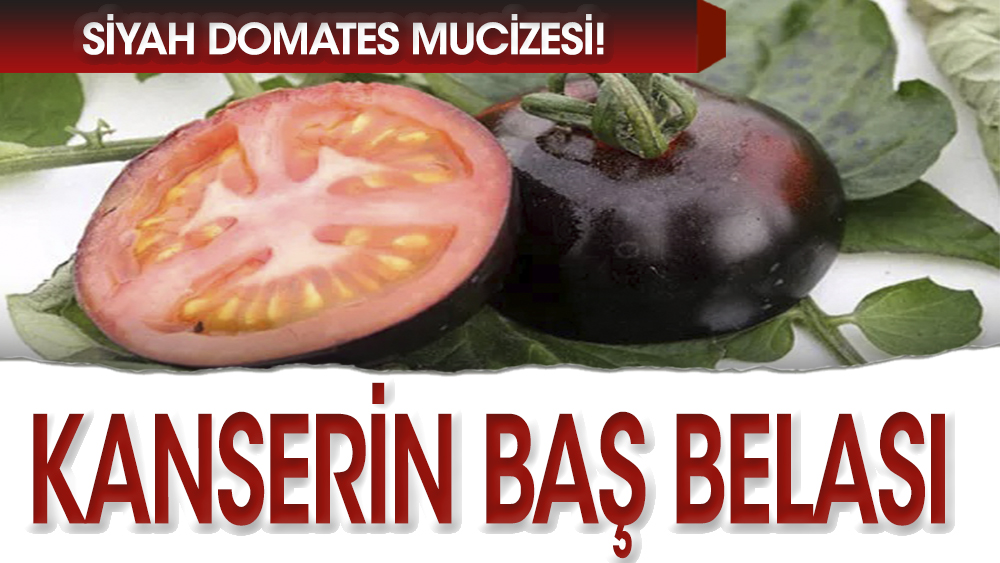 Kanserin baş düşmanı: Siyah domates