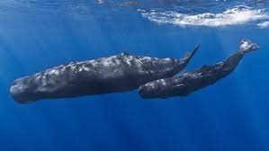 Akdeniz'de ölü bir ispermeçet balinası kıyıya vurdu