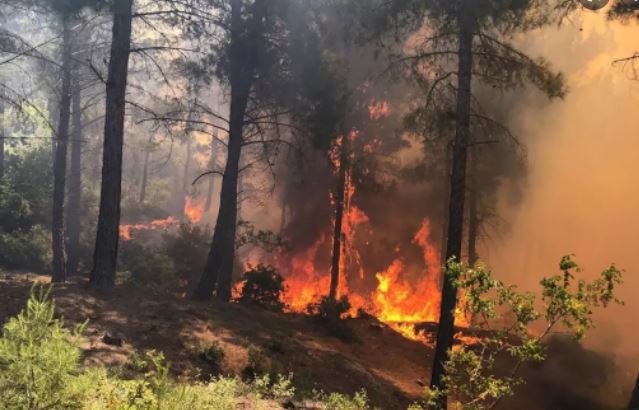 Hatay'daki orman yangınıyla ilgili 1 kişi tutuklandı