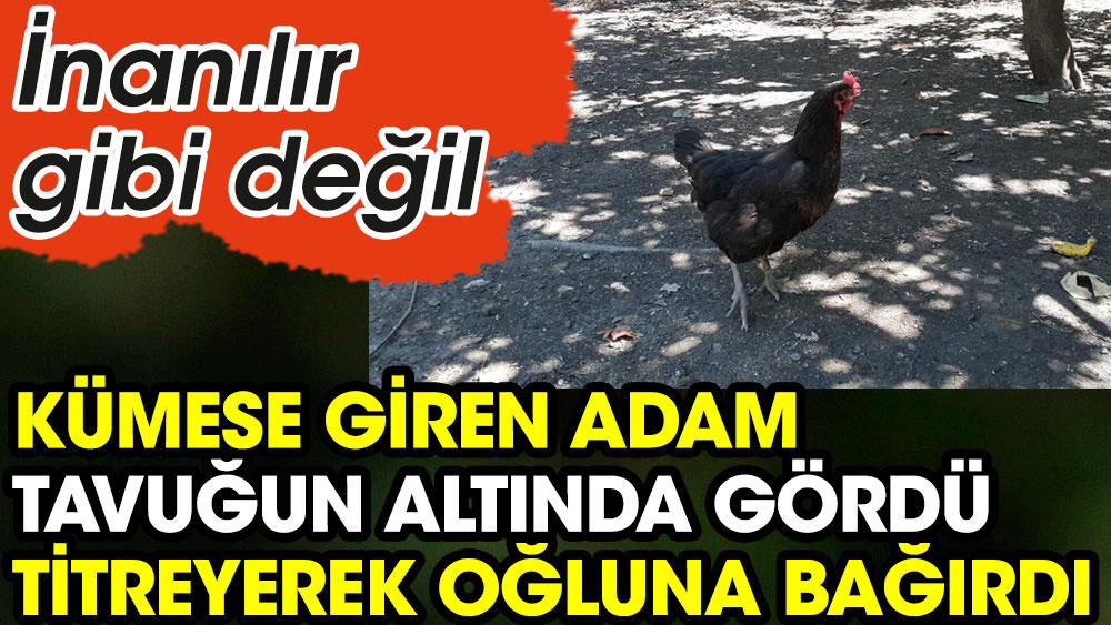 Kümese giren adam tavuğun altında gördü titreyerek oğluna bağırdı