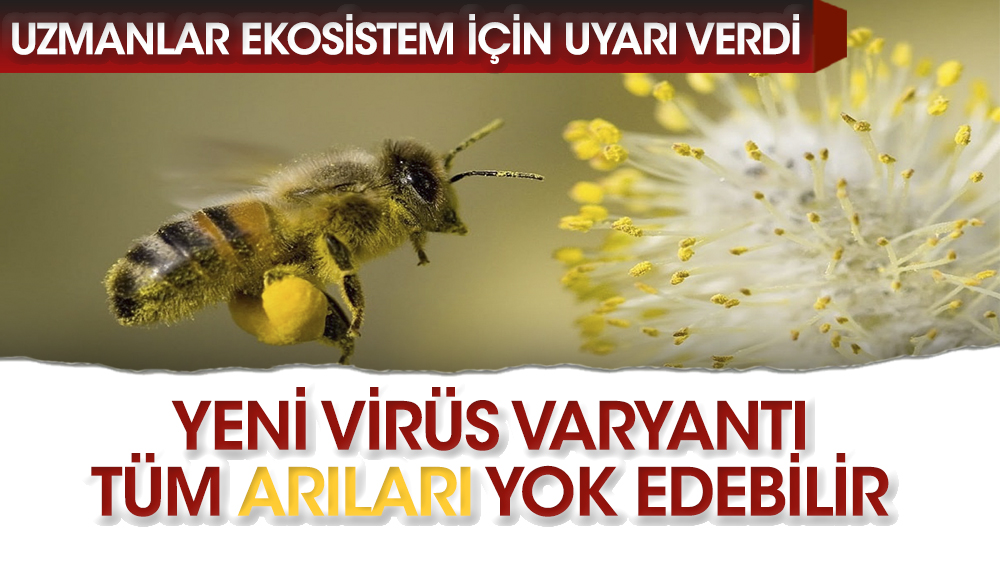 Yeni virüs varyantı tüm arıları yok ediyor; insanlık için tehlikeli...