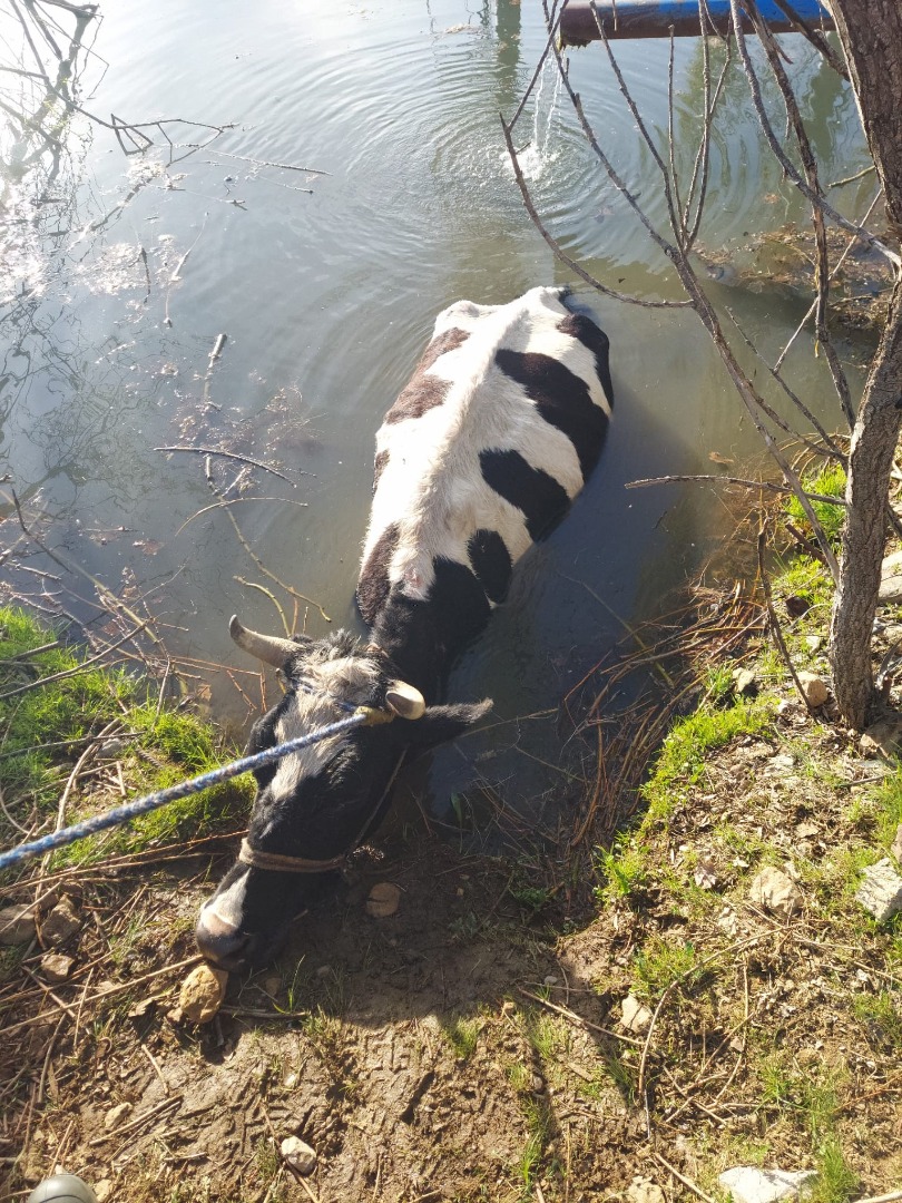 Sulama havuzuna düşen inek kurtarıldı