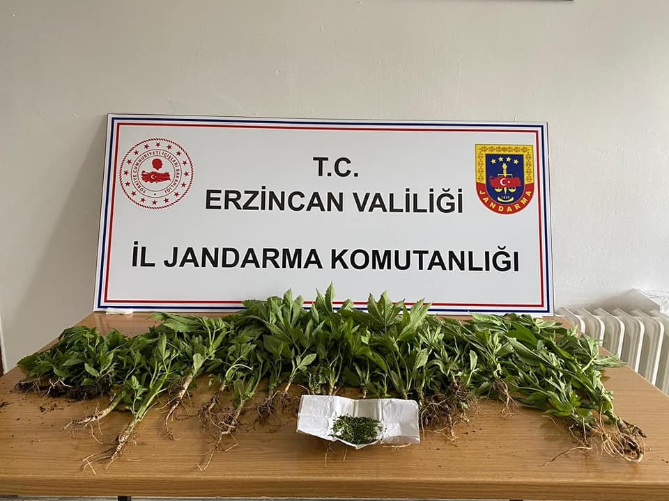 Erzincan'da 47 kök kenevir bitkisi ele geçirildi