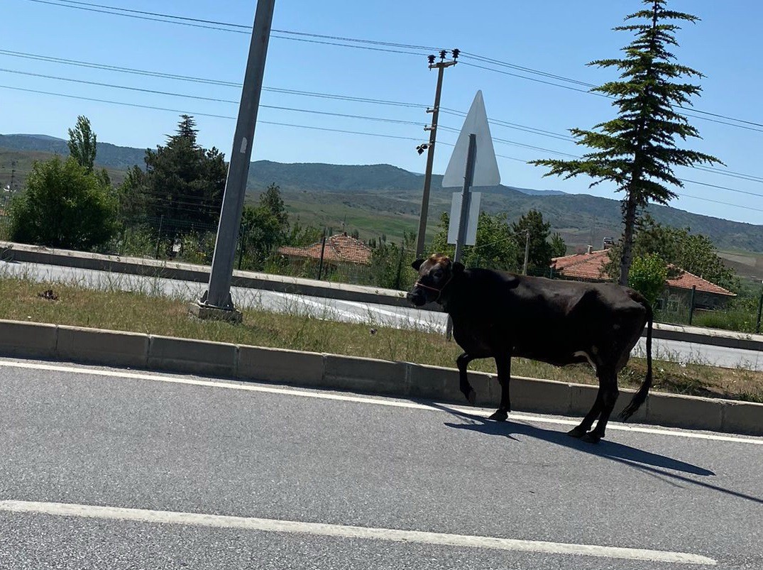 Karayolunda aniden çıkan başıboş inek trafiği birbirine kattı