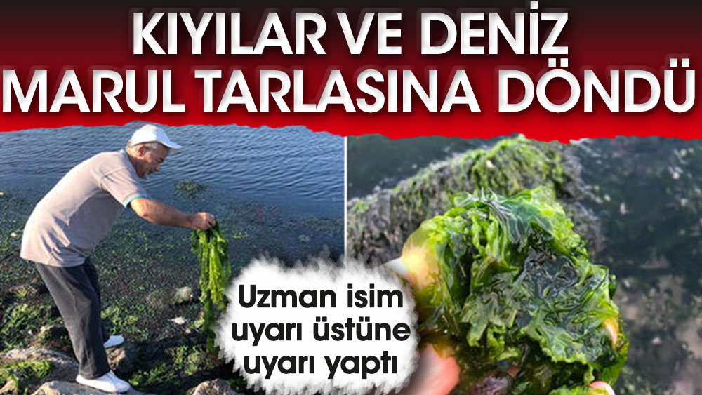 Uzman isim uyardı: İzmir Körfezi, marul tarlasına dönüşüyor