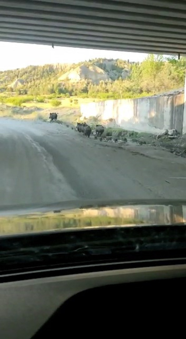 Kastamonu'da domuz sürüsü yola indi