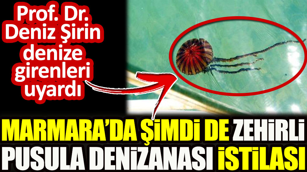 Marmara'da şimdi de zehirli pusula denizanası istilası! Prof. Dr. Şirin denize girenleri uyardı...