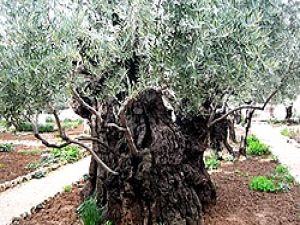 Kudüs'ün tarihi zeytin ağaçları