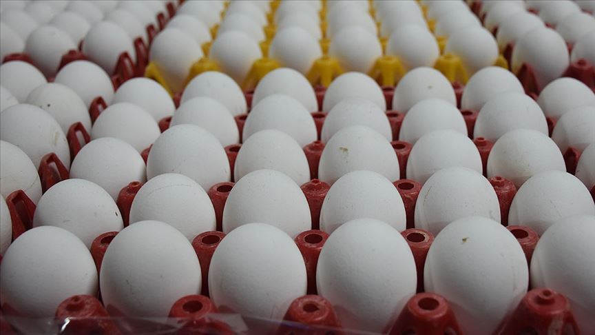 Rekabet Kurulu 17 yumurta üreticisini kıskaca aldı soruşturma başlattı