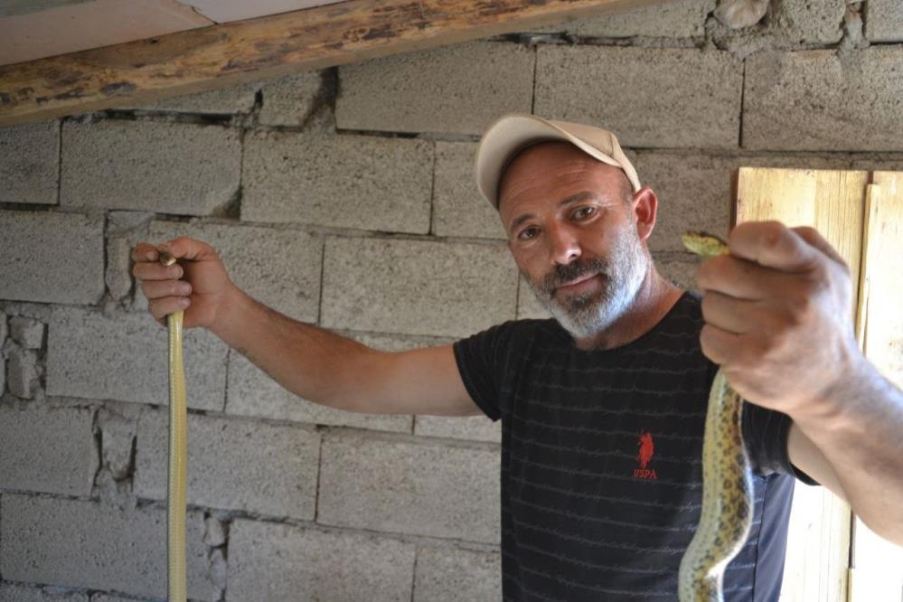 Pusuya yatan adam güvercinlerini yiyen dev yılanları yakalayıp nasihat etti