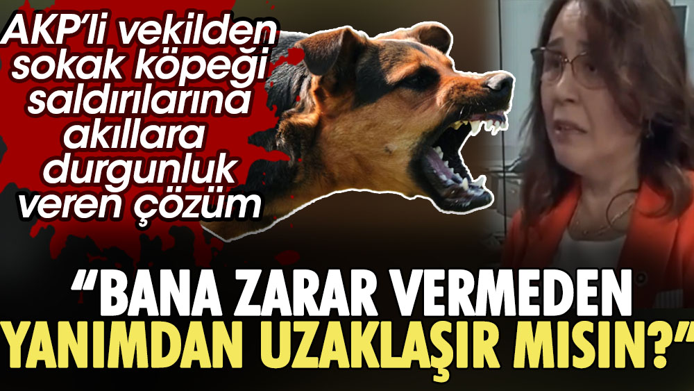 AKP'li milletvekilinden sokak köpeği saldırılarına akıllara durgunluk veren çözüm: Bana zarar vermeden yanımdan uzaklaşır mısın