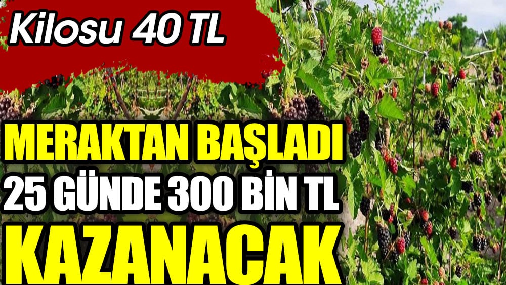 Meraktan böğürtlen üretti şimdi 25 günde 300 bin TL kazanacak