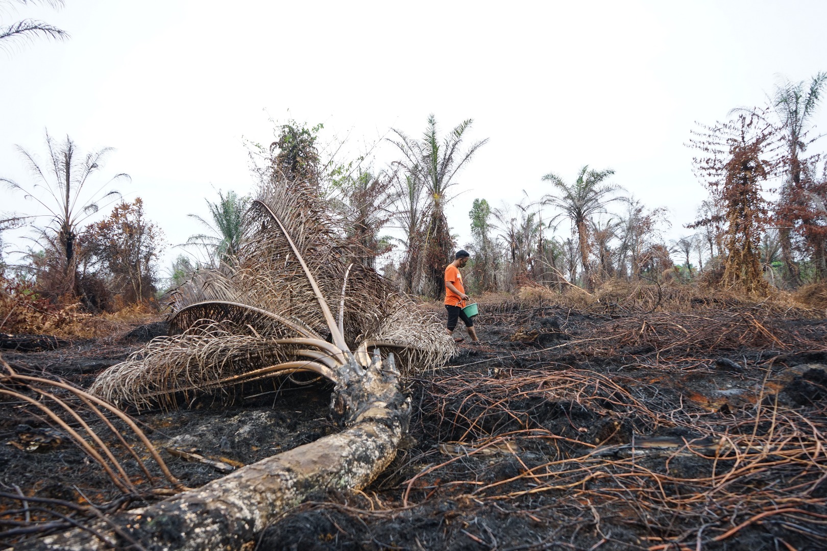 Endonezya'da orman yangınları 26 hektar arazi yandı