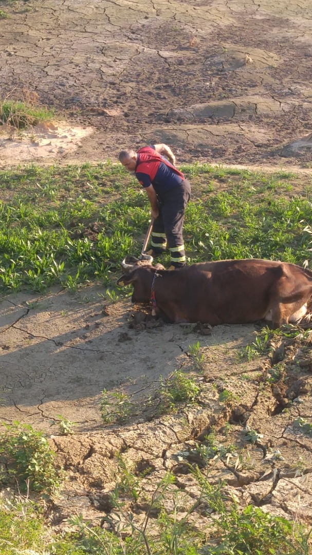 Irmakta balçığa saplanan inek kurtarıldı
