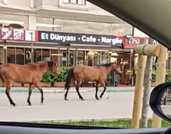 Başı boş atlar Bursalı sürücülerin korkulu rüyası oldu