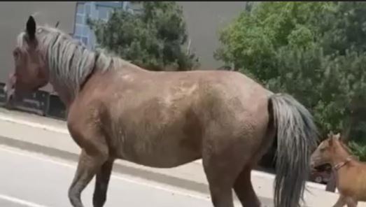 Bursa'da başıboş atlar trafiği felç etti