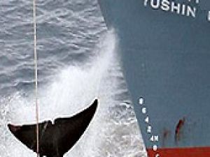Avustralya'dan Japonya'ya balina uyarısı