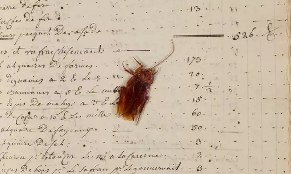 Arşivdeki defterden 200 yıllık hamam böceği çıktı