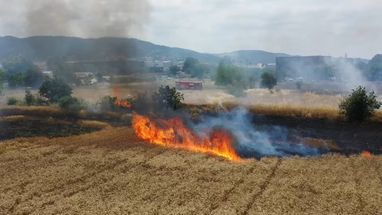 Bursa’da 50 dönümlük buğday tarlasında yandı