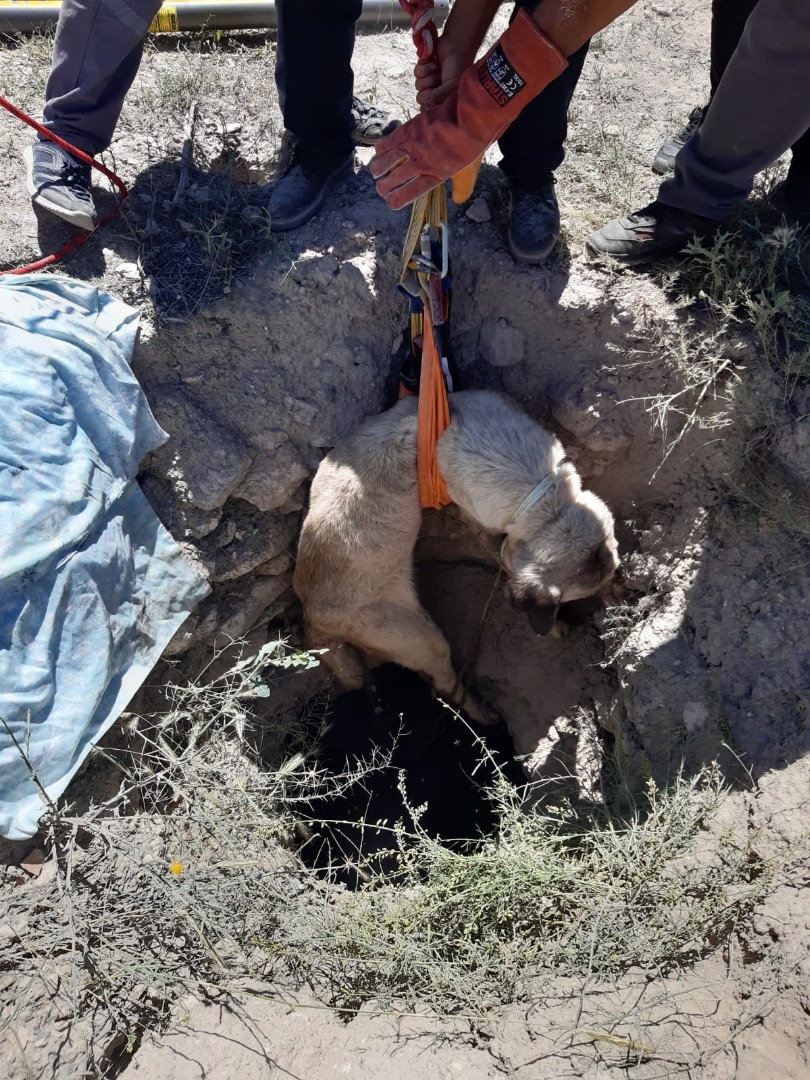 Aksaray'da 4 metrelik kuyuya düşen köpek kurtarıldı