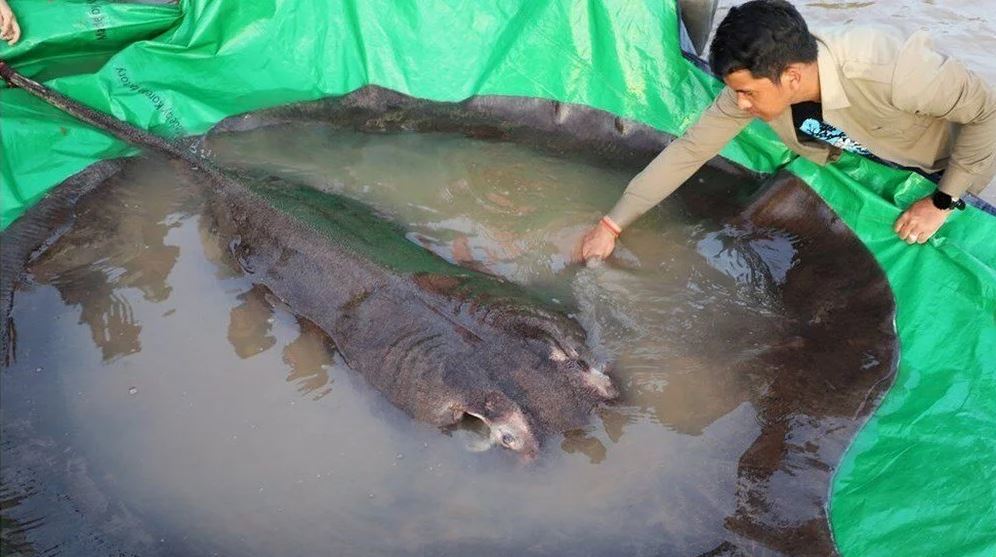 Kamboçya'da dünyanın en büyük tatlı su balığı yakalandı