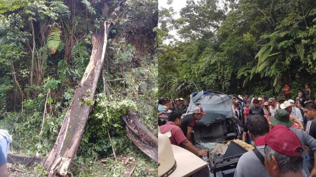 25 metrelik ağaç devrildi: 3 ölü, 1 yaralı