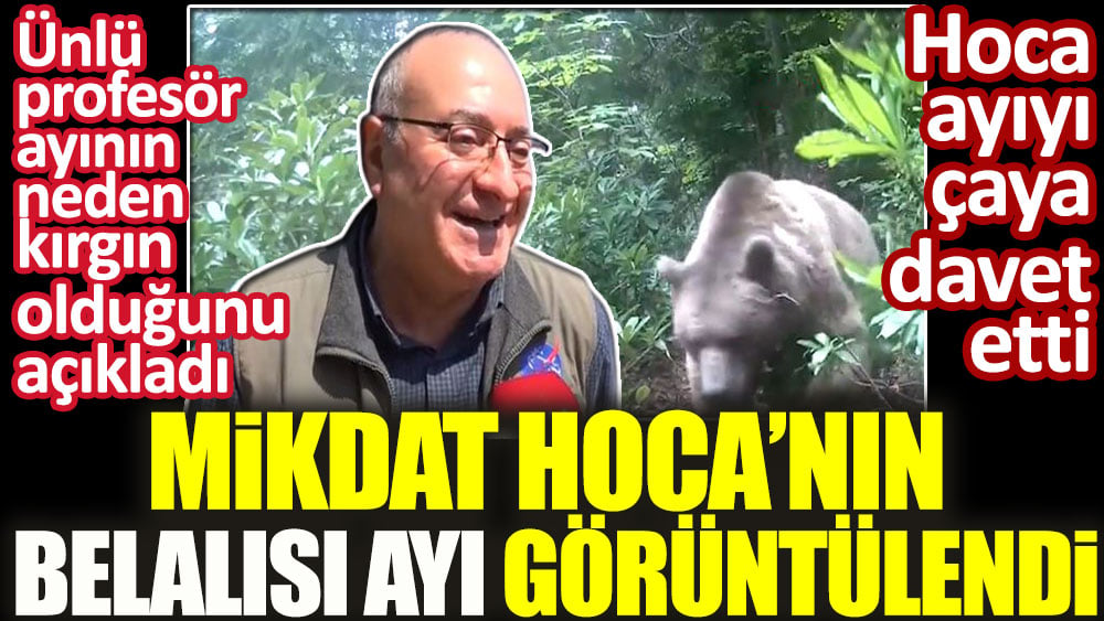 Mikdat Hoca'nın belalısı ayı görüntülendi. Ünlü profesör ayının neden kırgın olduğunu açıkladı. Hoca ayıyı çaya davet etti