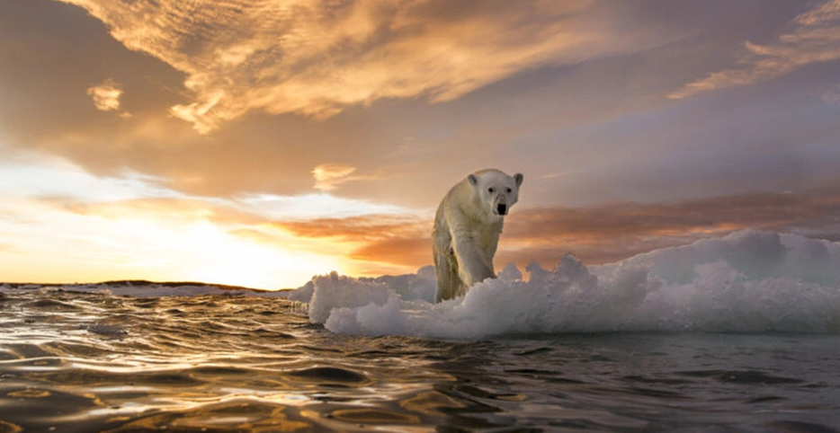 Grönland'da yeni bir kutup ayısı nüfusu keşfedildi