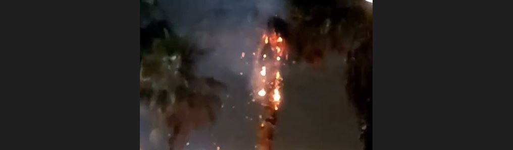 Kocaeli'nde dilek balonu palmiye ağacını yaktı