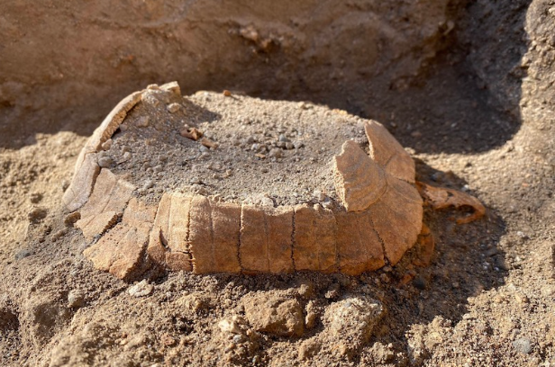 Kazılarında hamile kaplumbağa kalıntıları bulundu