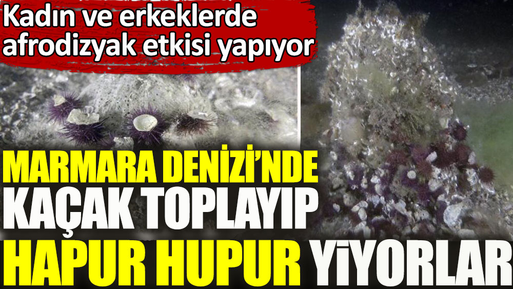 Kadın ve erkeklerde afrodizyak etkisi yapıyor. Marmara Denizi'nde kaçak toplayıp hapur hupur yiyorlar