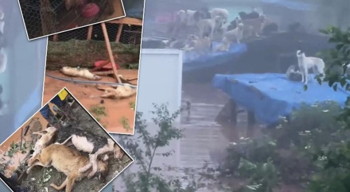 Bartın'daki selde barınakta kilitli bulunan 56 köpek can verdi