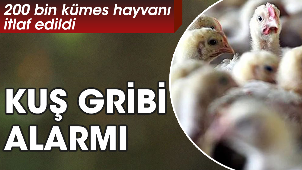 Kuş gribi alarmı. 200 bin kümes hayvanı itlaf edildi
