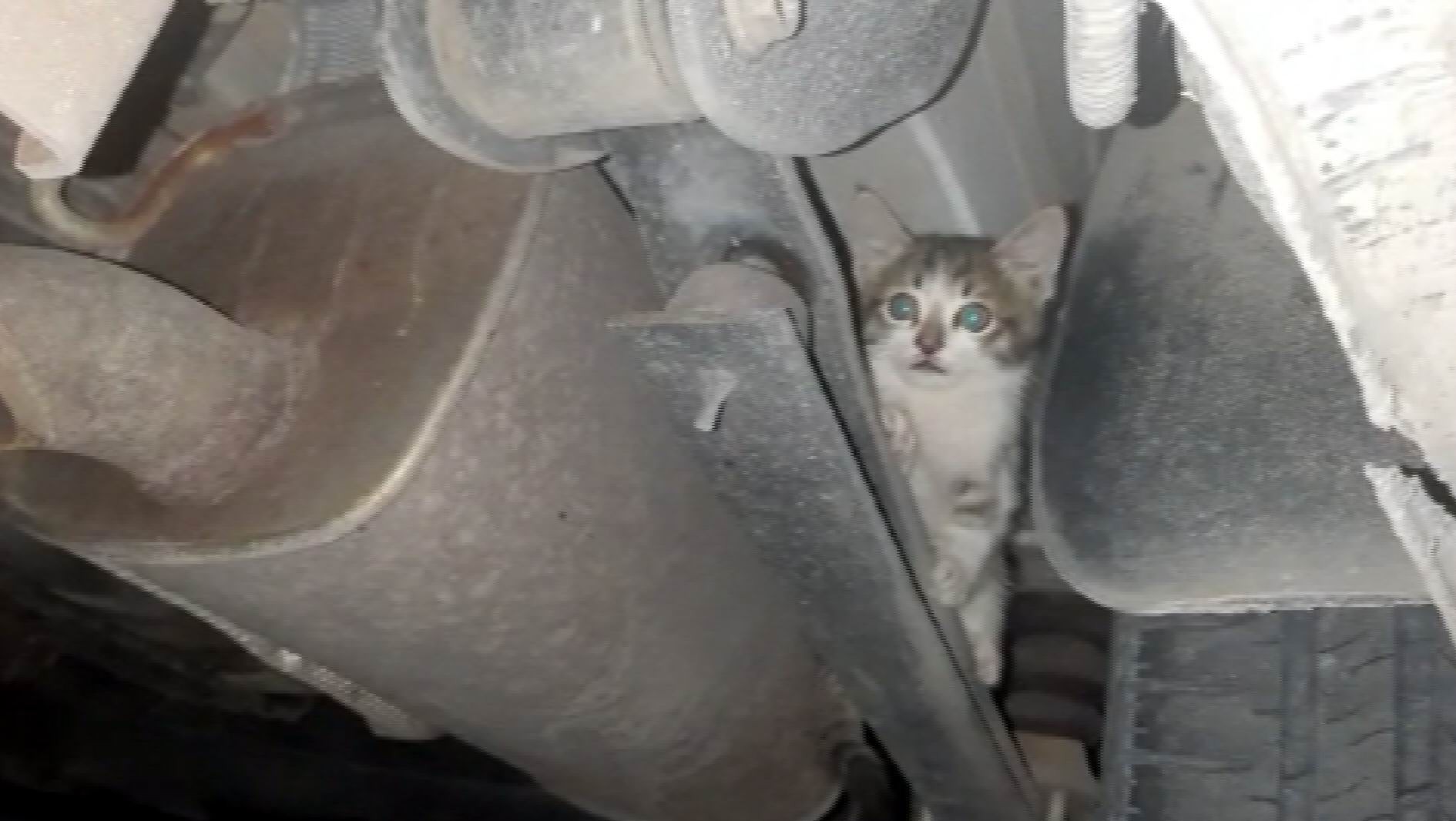Otomobilin çamurluğuna sıkışan kedi kurtarıldı