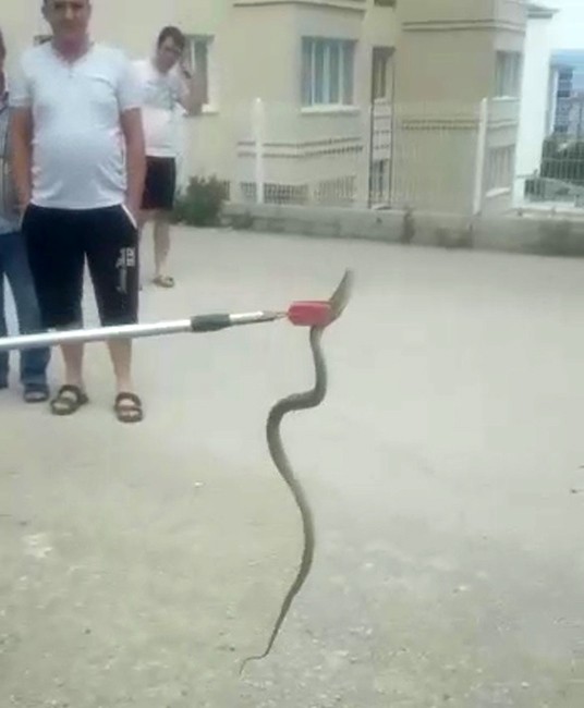 Otomobilin altına giren yılan paniği
