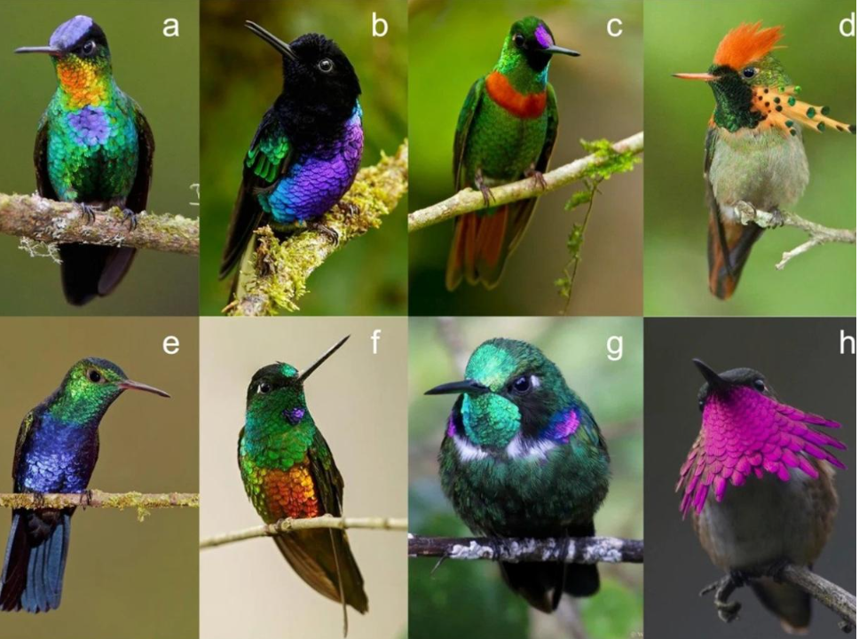Dünyanın en renkli kuşu açıklandı