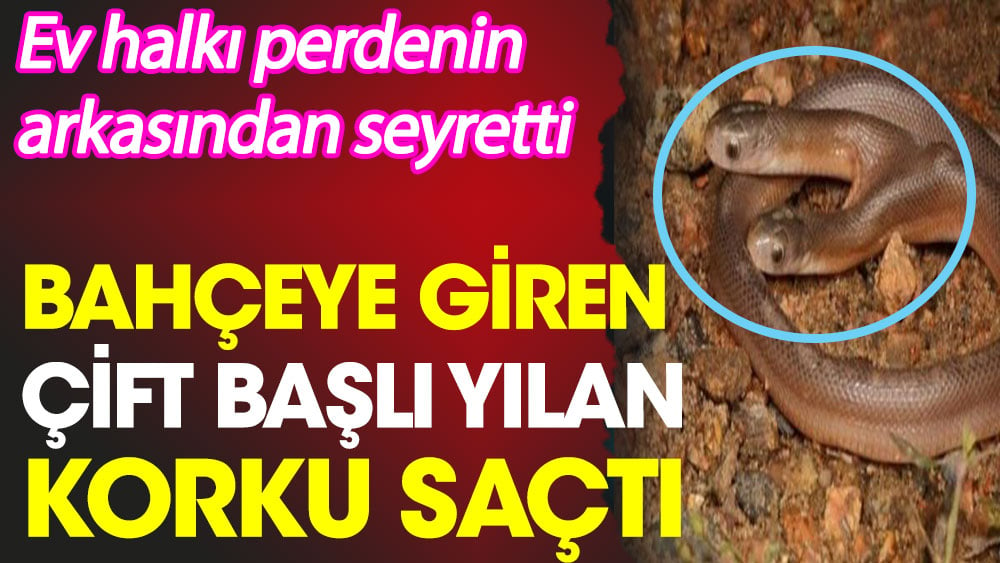 Durban Şehri'nde bahçeye giren çift başlı yılan korku saçtı