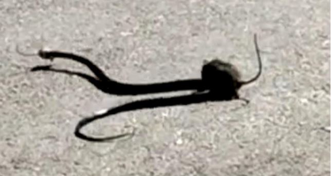 Fare ile yılanın müthiş kapışması