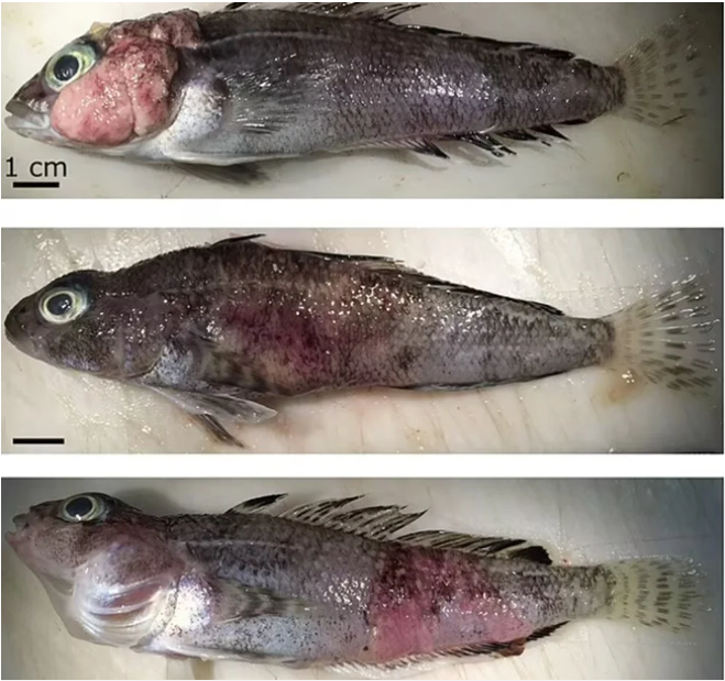 Balıklar kanser oldu: Yayılma ve bulaşmada etkili olabilir