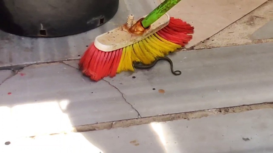 Sultangazi'de bahçede yılan paniği
