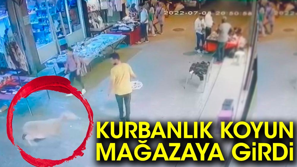 Kurbanlık koyun mağazaya girdi