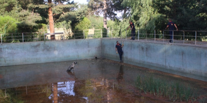 Boş havuzda mahsur kalan köpeği itfaiye kurtardı