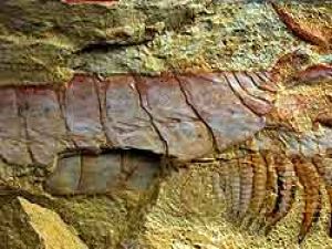 Çin'de 520 milyon yıllık fosil