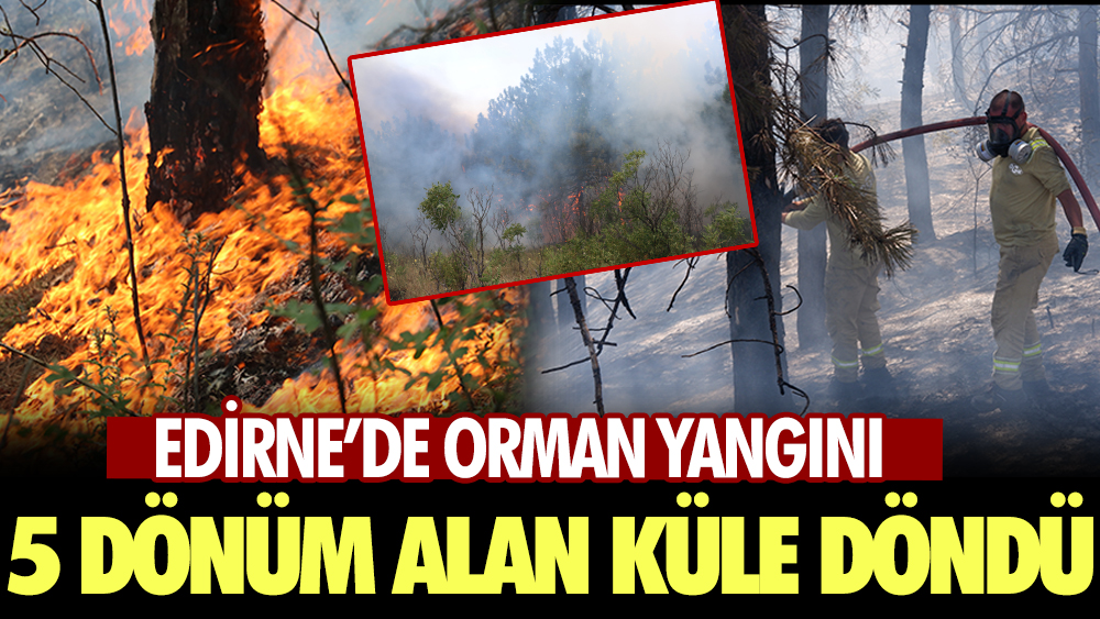 Ciğerlerimiz yandı. Edirne’de orman yangını: 5 dönüm alan küle döndü