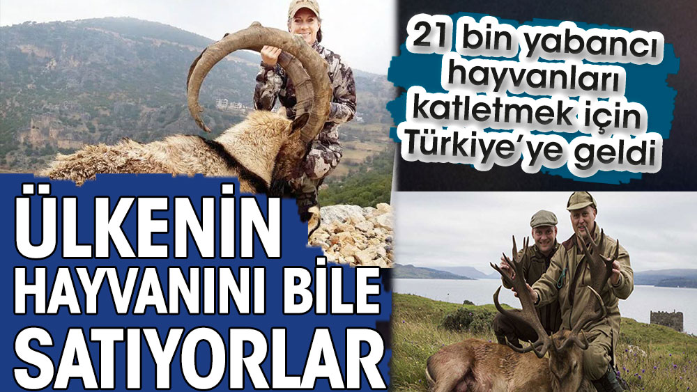 Ülkenin hayvanını bile satıyorlar. 21 bin yabancı hayvanları katletmek için Türkiye’ye geldi
