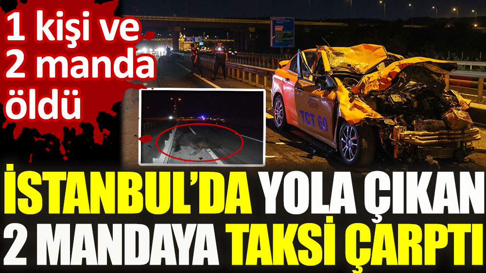 İstanbul’da yola çıkan 2 mandaya taksi çarptı. 1 kişi ve 2 manda öldü
